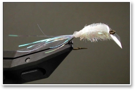 1 Lipped Fly 1 Lipped Fly