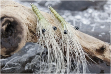 Shrimp eyes Shrimp eyes