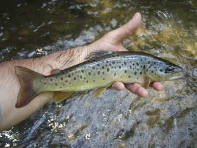Brown trout Brown trout